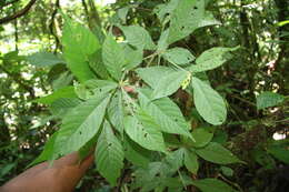 Image of Acalypha apodanthes Standl. & L. O. Williams