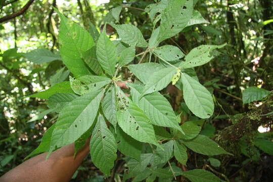 Image of Acalypha apodanthes Standl. & L. O. Williams