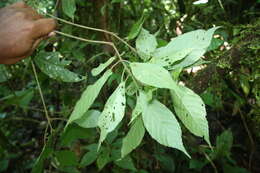 Image of Acalypha apodanthes Standl. & L. O. Williams