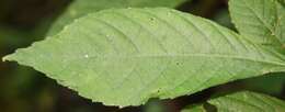 Image of Acalypha apodanthes Standl. & L. O. Williams