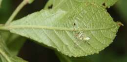 Image of Acalypha apodanthes Standl. & L. O. Williams