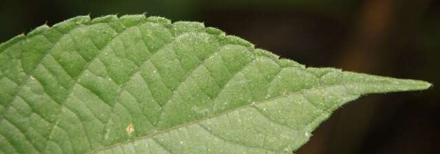 Image of Acalypha apodanthes Standl. & L. O. Williams