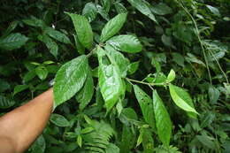 Image of Acalypha apodanthes Standl. & L. O. Williams