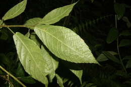 Image of Acalypha apodanthes Standl. & L. O. Williams