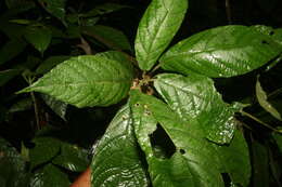 Image of Acalypha apodanthes Standl. & L. O. Williams