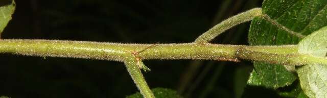 Image of Acalypha apodanthes Standl. & L. O. Williams