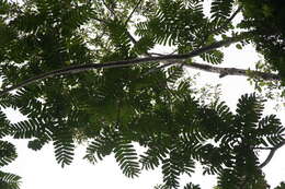 Image of Zanthoxylum ekmanii (Urb.) Alain