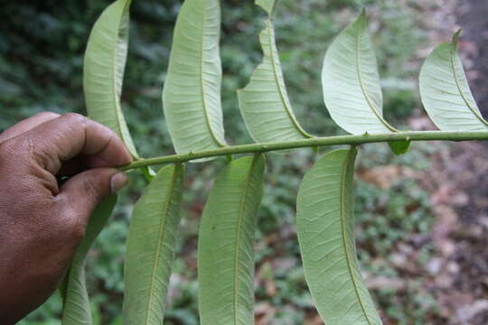 Image of Zanthoxylum ekmanii (Urb.) Alain