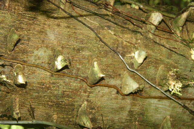 Image of Zanthoxylum ekmanii (Urb.) Alain