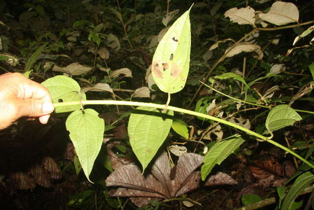 Sivun Salmea scandens (L.) DC. kuva