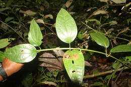 Sivun Salmea scandens (L.) DC. kuva