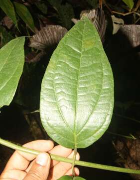 Sivun Salmea scandens (L.) DC. kuva