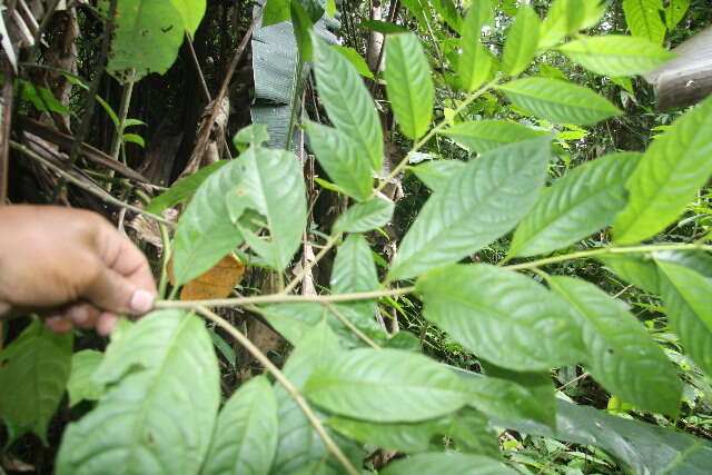 Image of Cestrum racemosum Ruiz & Pav.