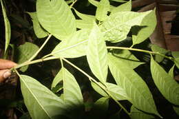 Image of Cestrum racemosum Ruiz & Pav.