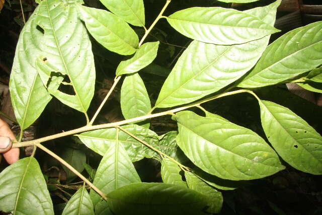 Image of Cestrum racemosum Ruiz & Pav.