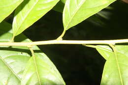 Image of Cestrum racemosum Ruiz & Pav.