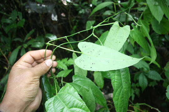 صورة Plukenetia stipellata L. J. Gillespie