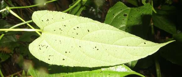 صورة Plukenetia stipellata L. J. Gillespie