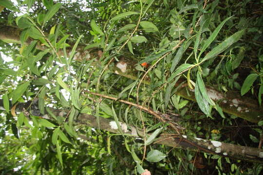 Image of Ficus colubrinae Standl.