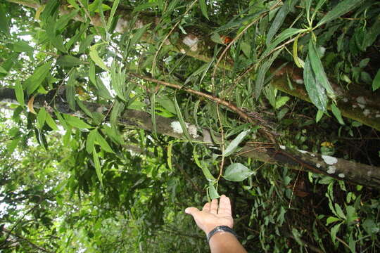 Image of Ficus colubrinae Standl.