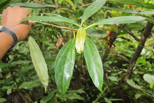 Image of Ficus colubrinae Standl.