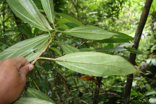 Image of Ficus colubrinae Standl.