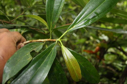 Image of Ficus colubrinae Standl.