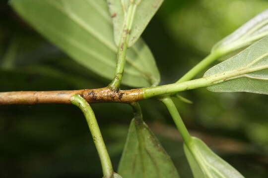 Image of Ficus colubrinae Standl.