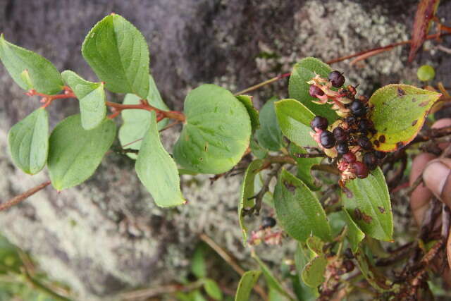 صورة Cavendishia axillaris A. C. Sm.