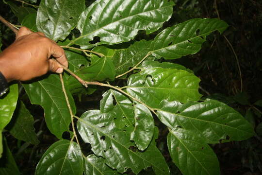 Image of Quararibea funebris (Llave) Vischer