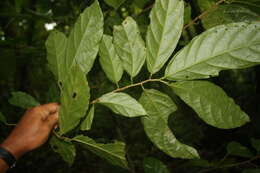 Image of Quararibea funebris (Llave) Vischer