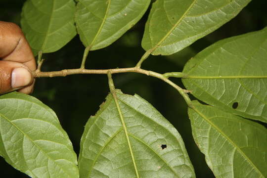 Image of Quararibea funebris (Llave) Vischer