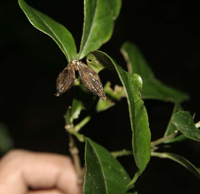 Image of Peltostigma