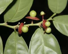 Image of Heisteria macrophylla Oerst.