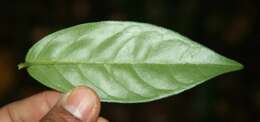 Image of Heisteria macrophylla Oerst.