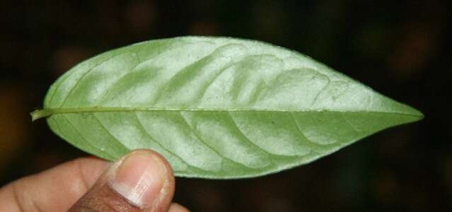 Image of Heisteria macrophylla Oerst.