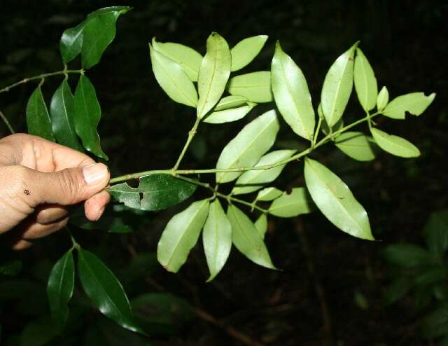 Image of Symphonia globulifera L. fil.