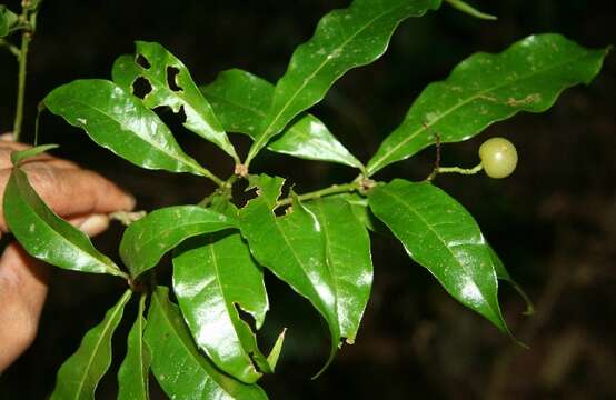 Image of Meliosma idiopoda S. F. Blake