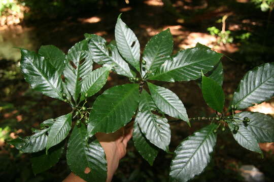 Image of Psychotria panamensis Standl.