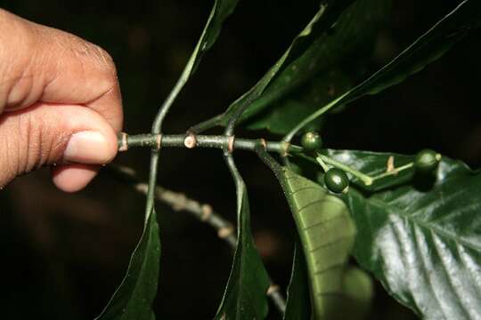 Image of Psychotria panamensis Standl.