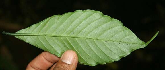 Image of Psychotria panamensis Standl.