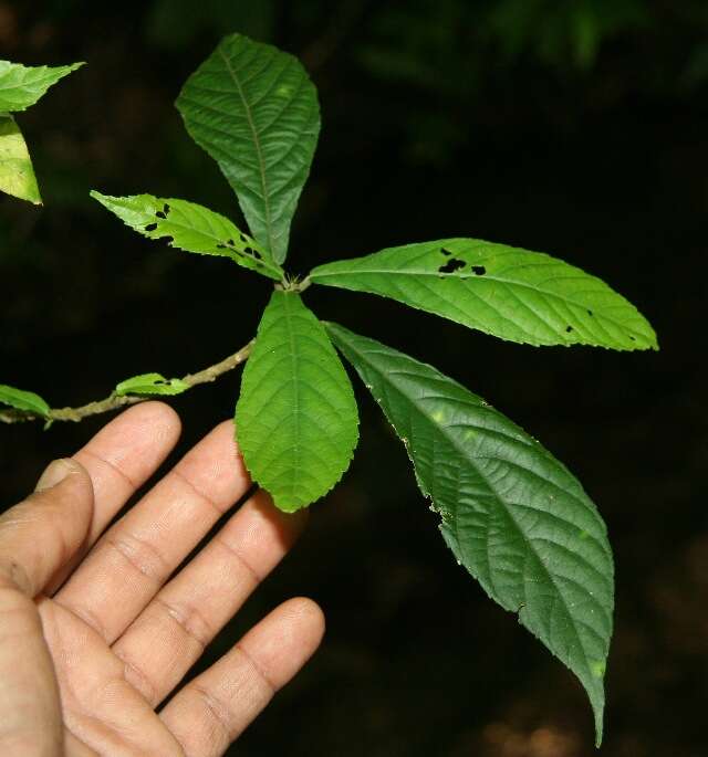 Слика од Acalypha diversifolia Jacq.