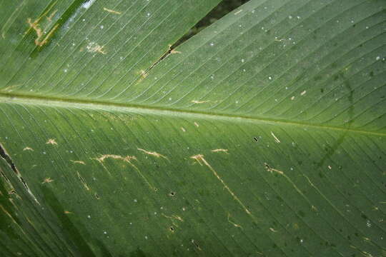 Image of rattlesnake plant