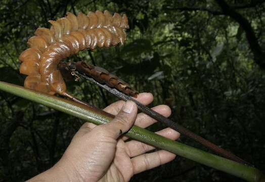 Image of rattlesnake plant