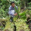 Image of Anthurium spectabile Schott