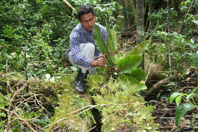 Image of Anthurium spectabile Schott