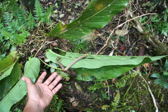 Image of Anthurium spectabile Schott