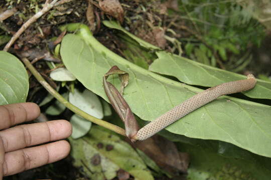 Image of Anthurium spectabile Schott