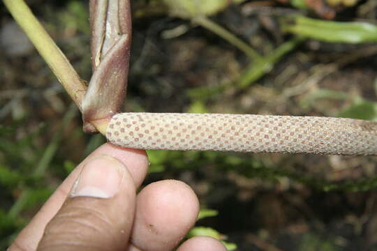 Image of Anthurium spectabile Schott