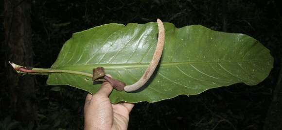 Image of Anthurium spectabile Schott